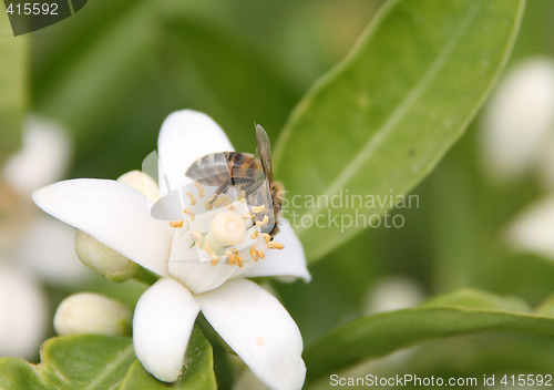 Image of Flowers and bee