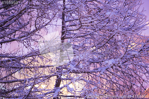 Image of tree branches covered with fresh snow