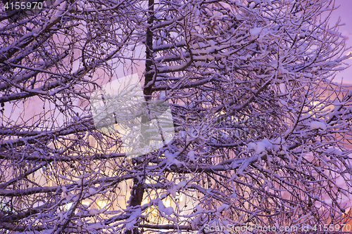 Image of tree branches covered with fresh snow