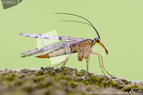 Image of scorpion fly