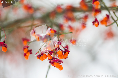 Image of spindle or euonymus branch with fruits in winter