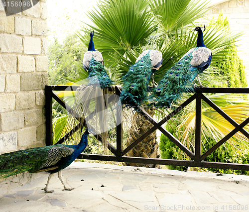 Image of Few peacocks near building walking