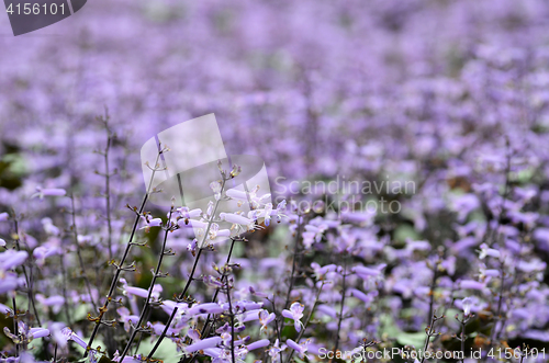 Image of Plectranthus Mona Lavender flowers