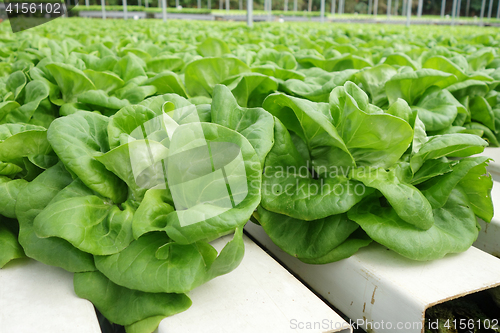 Image of Commercial greenhouse soilless cultivation of vegetables