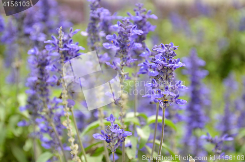 Image of Blooming blue bugleweeds Ajuga