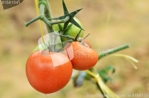 Image of Fresh red tomatoes