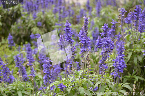 Image of Blooming blue bugleweeds Ajuga