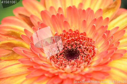 Image of Gerbera flower in a garden