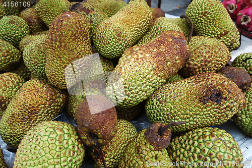 Image of Cempedak is a kind of jack fruit