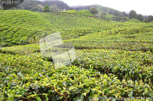 Image of Tea Plantation in the Cameron Highlands in Malaysia