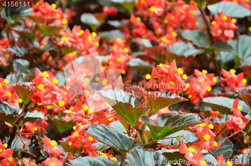 Image of Flowers begonia. Begonia is a flower of extraordinary beauty