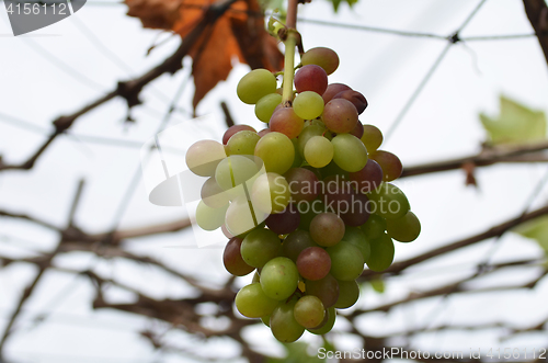 Image of Wne grapes on vine