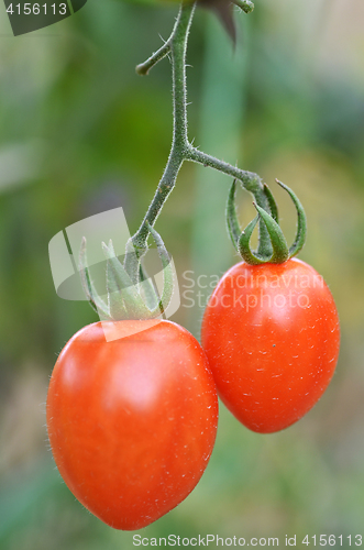 Image of Fresh red tomatoes