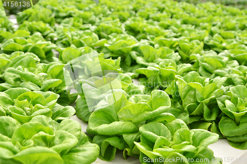 Image of Commercial greenhouse soilless cultivation of vegetables