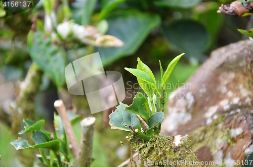 Image of Tea leaves in Cameron Highland Malaysia