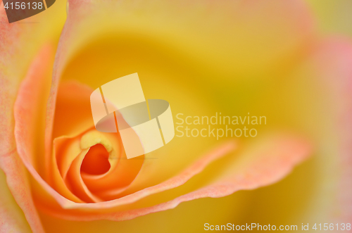 Image of Beautifu yellow rose flower