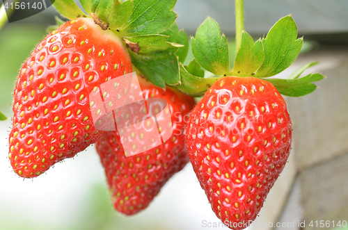 Image of Fresh strawberries that are grown in greenhouses