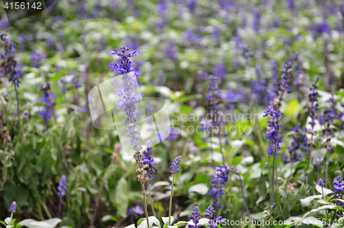 Image of Blooming blue bugleweeds Ajuga