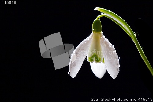 Image of snowdrop 