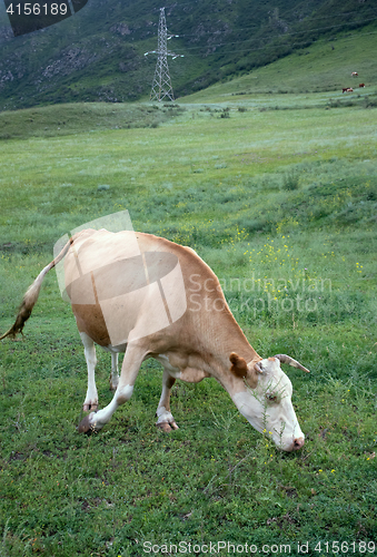 Image of bull close-up in Altai mountains grazing