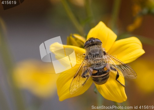 Image of bee on flower 