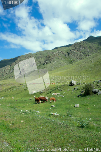 Image of cows in Altai mountains grazing