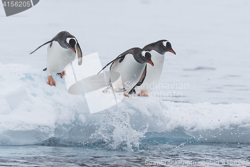 Image of Gentoo Penguin walk on the snow