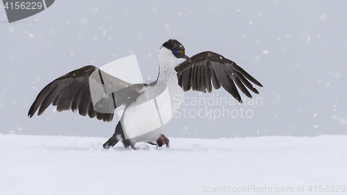 Image of Antarctic Shag close up