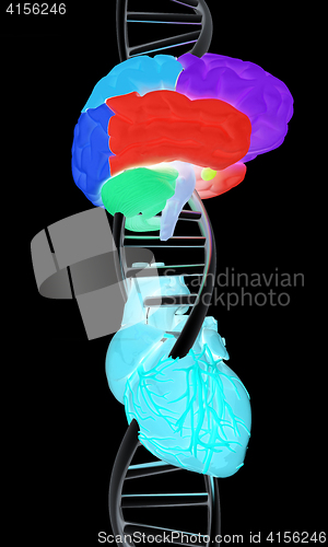 Image of DNA, brain and heart. 3d illustration