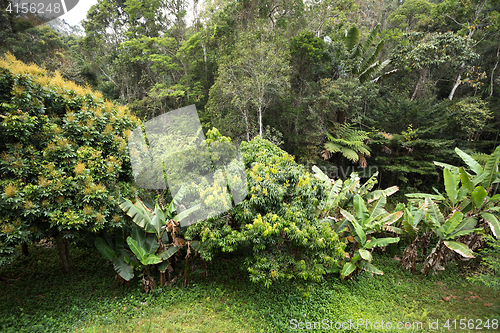 Image of Rainforest in Madagascar, Andasibe Toamasina Province