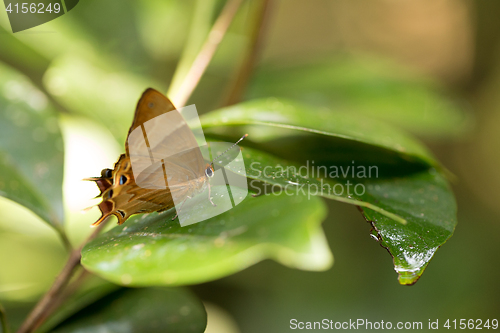 Image of Orange buterfly in madagascar rainforest