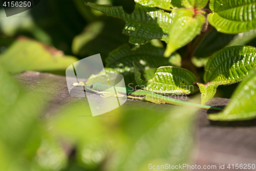 Image of Lined Day Geckos (phelsuma Lineata Lineata)