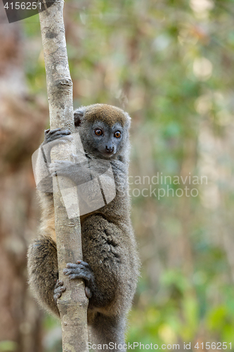 Image of Eastern lesser bamboo lemur (Hapalemur griseus)