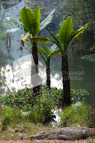 Image of Madagascar Crocodile, Crocodylus niloticus