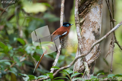 Image of Madagascar Paradise-flycatcher, Terpsiphone mutata