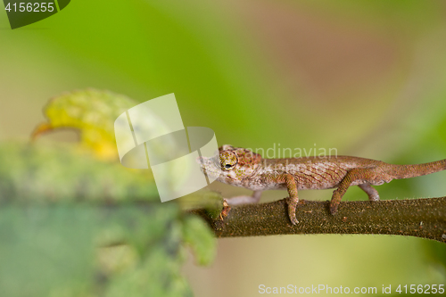 Image of Nose-horned Chameleon (Calumma nasutum)