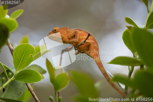 Image of Perinet chameleon, (Calumma gastrotaenia)