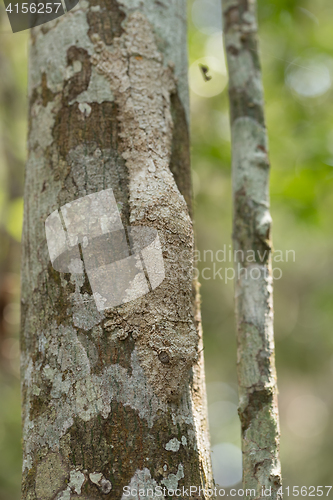 Image of masked mossy leaf-tailed gecko