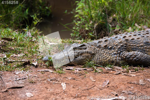 Image of Madagascar Crocodile, Crocodylus niloticus