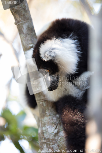 Image of Black-and-white ruffed lemur (Varecia variegata subcincta)