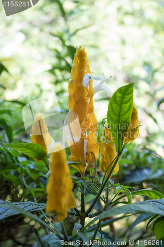 Image of orange flower in madagascar rainforest