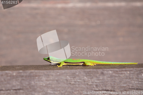 Image of Lined Day Geckos (phelsuma Lineata Lineata)