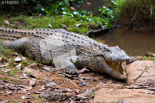 Image of Madagascar Crocodile, Crocodylus niloticus