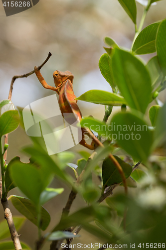 Image of Perinet chameleon, (Calumma gastrotaenia)