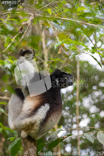 Image of Black and white Lemur Indri