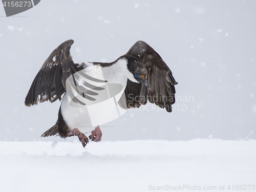 Image of Antarctic Shag close up