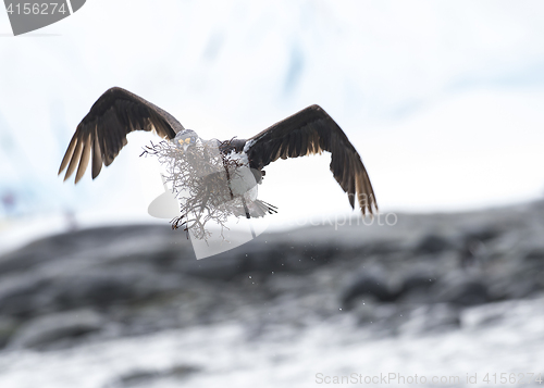 Image of Antarctic Shag close up