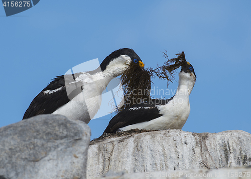 Image of Antarctic Shag close up