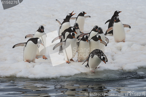 Image of Gentoo Penguins walk on the ice