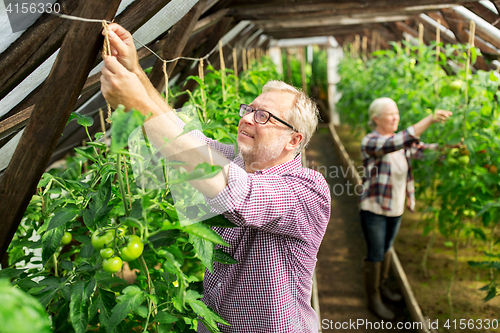 Image of senior couple working at farm greenhouse